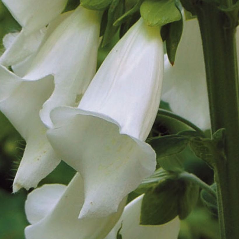 Digitalis purpurea Alba (Floración)