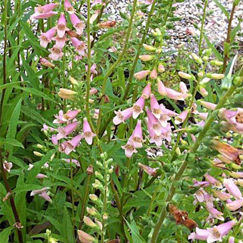 Digitalis Glory of Roundway - Digital (Floración)