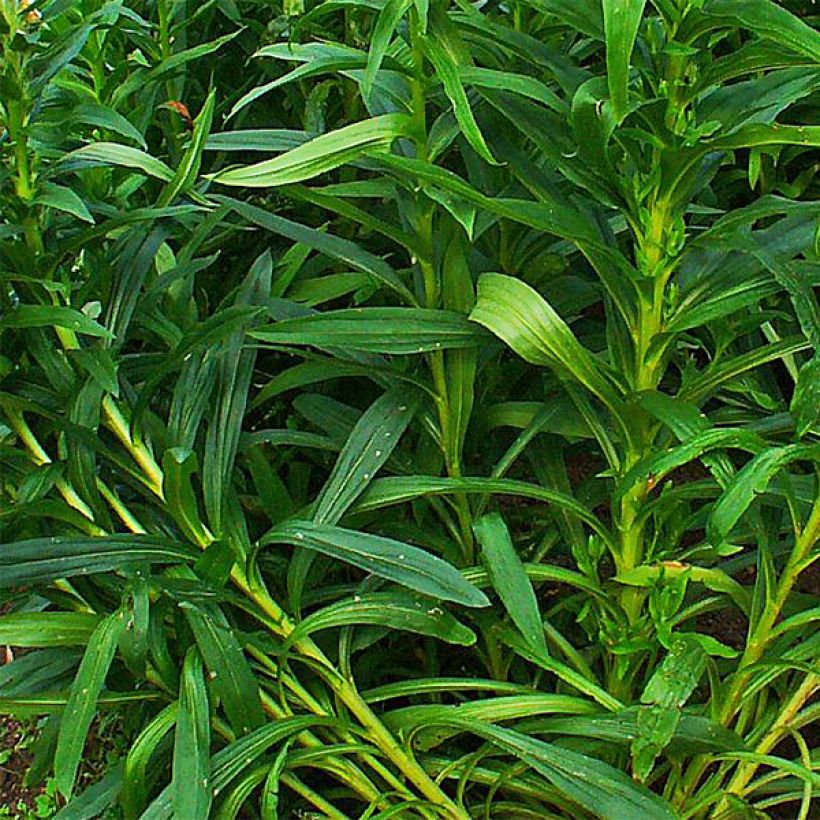 Digitalis ferruginea Gigantea - Digital roja (Follaje)