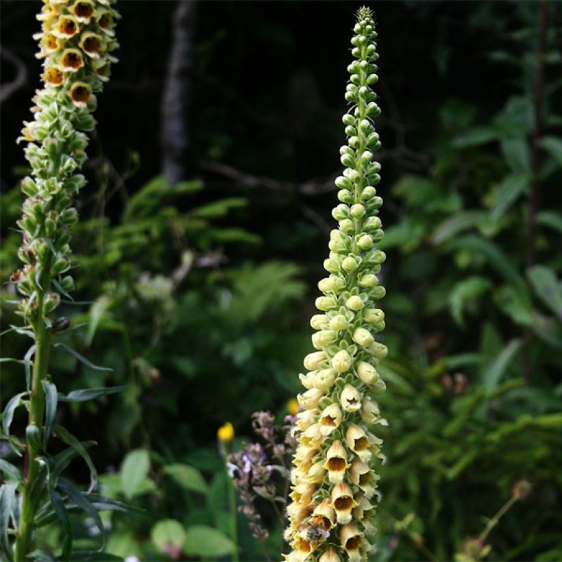 Digitalis ferruginea Gigantea - Digital roja (Floración)