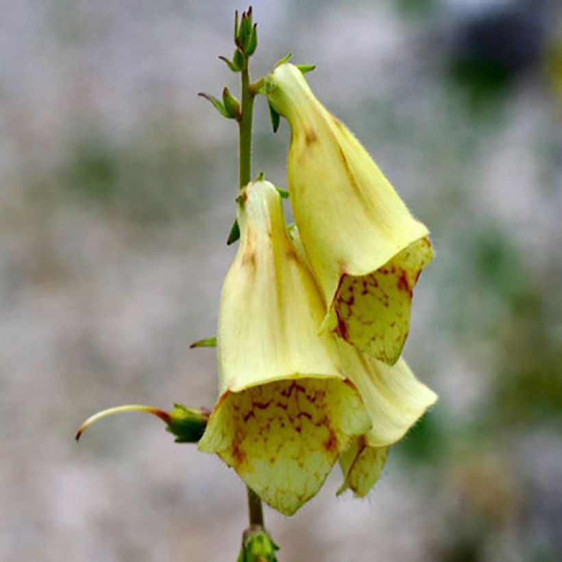 Digitalis grandiflora - Dedalera de grandes flores (Floración)