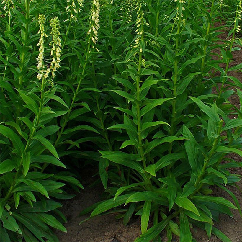 Digitalis lutea - Dedalera amarilla (Porte)