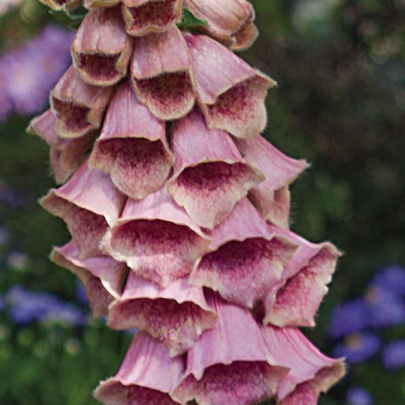 Digitalis mertonensis - Dedalera (Floración)