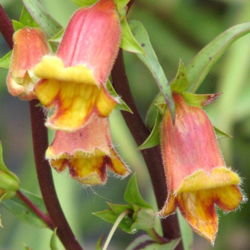 Digitalis obscura - Corregoa (Floración)