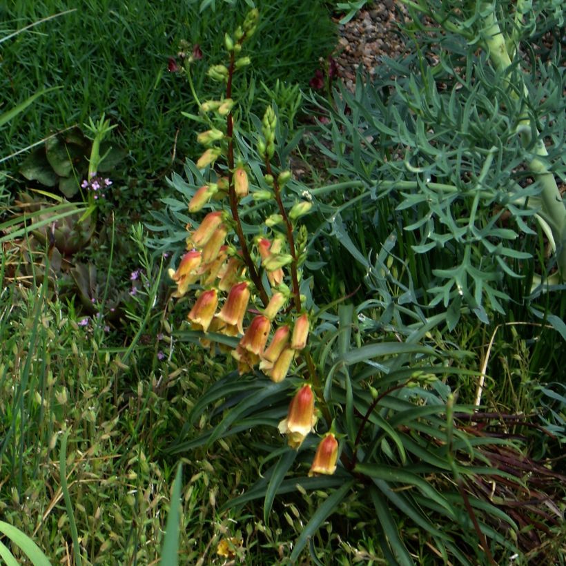 Digitalis obscura - Corregoa (Porte)