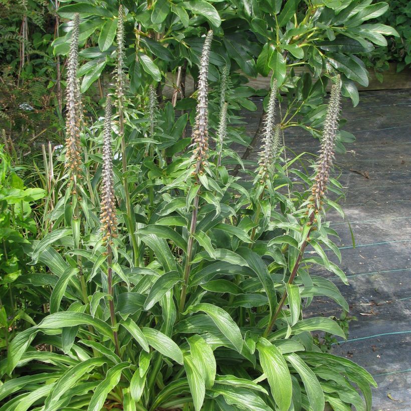 Digitalis parviflora - Dedalera de flores pequeñas (Porte)