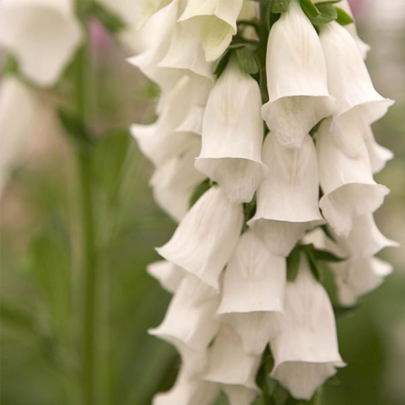 Digitalis purpurea Snow Thimble (Floración)