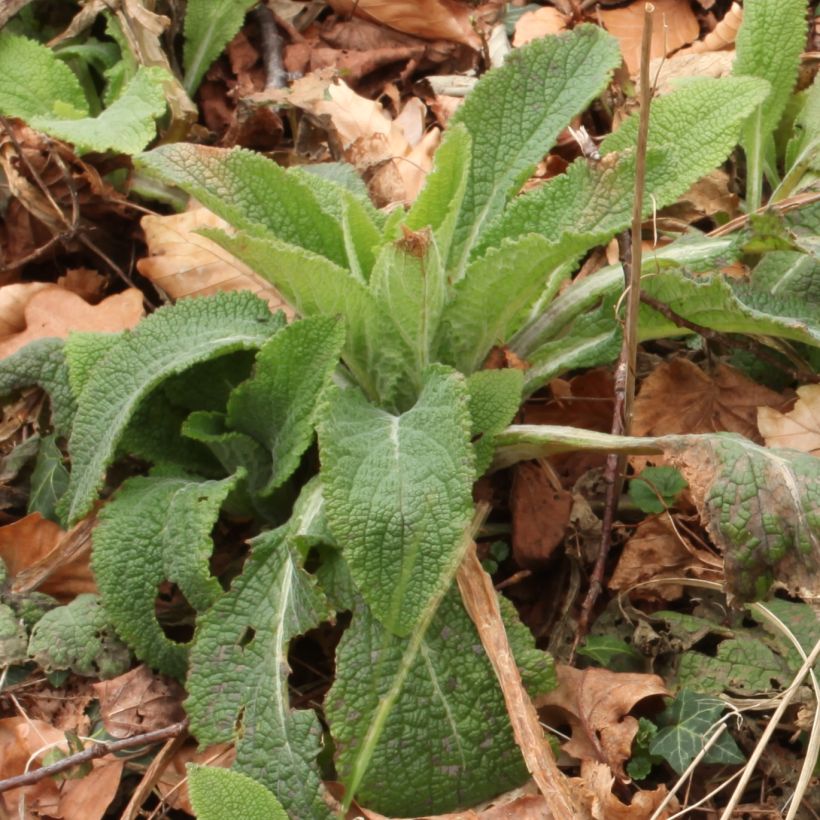 Digitalis purpurea subsp. nevadensis de la Sierra Nevada (Follaje)