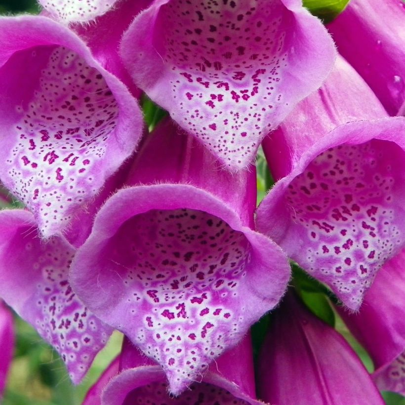 Digitalis purpurea subsp. nevadensis de la Sierra Nevada (Floración)