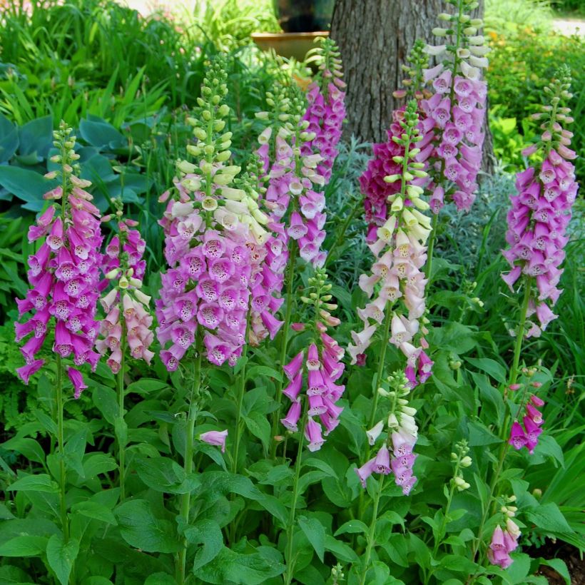 Digitalis purpurea subsp. nevadensis de la Sierra Nevada (Porte)