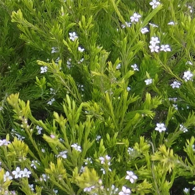 Diosma hirsuta Sunset Gold (Follaje)