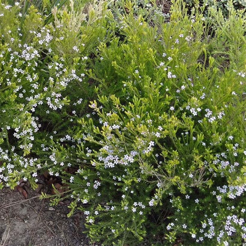 Diosma hirsuta Sunset Gold (Porte)