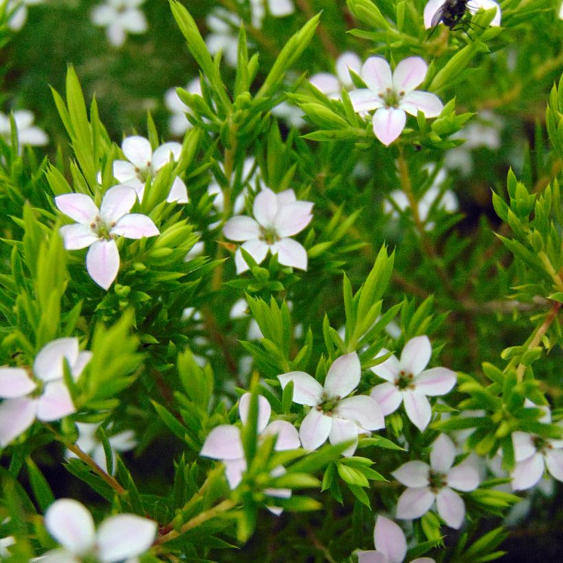 Diosma hirsuta Sunset Gold (Floración)