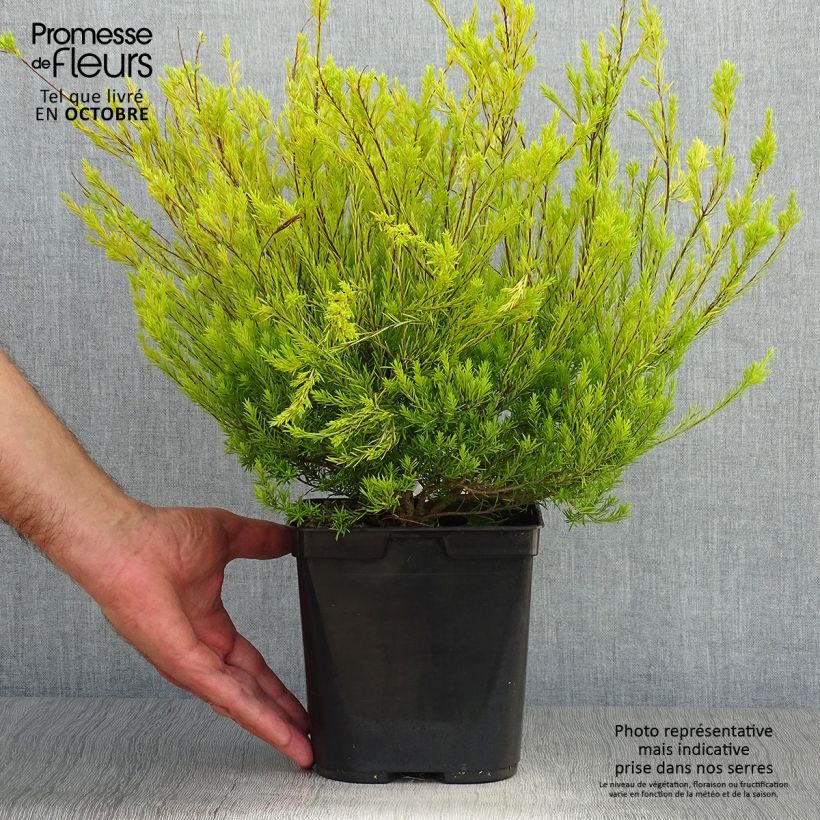 Ejemplar de Diosma hirsuta Sunset gold - Diosmée hirsute. Pot de 2L/3L entregado en otoño