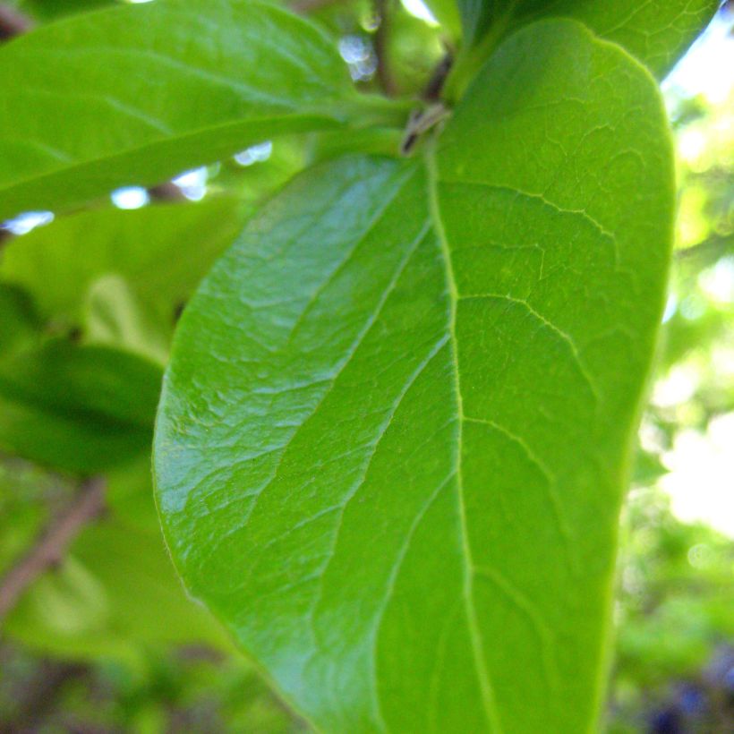 Caqui - Diospyros kaki (Follaje)