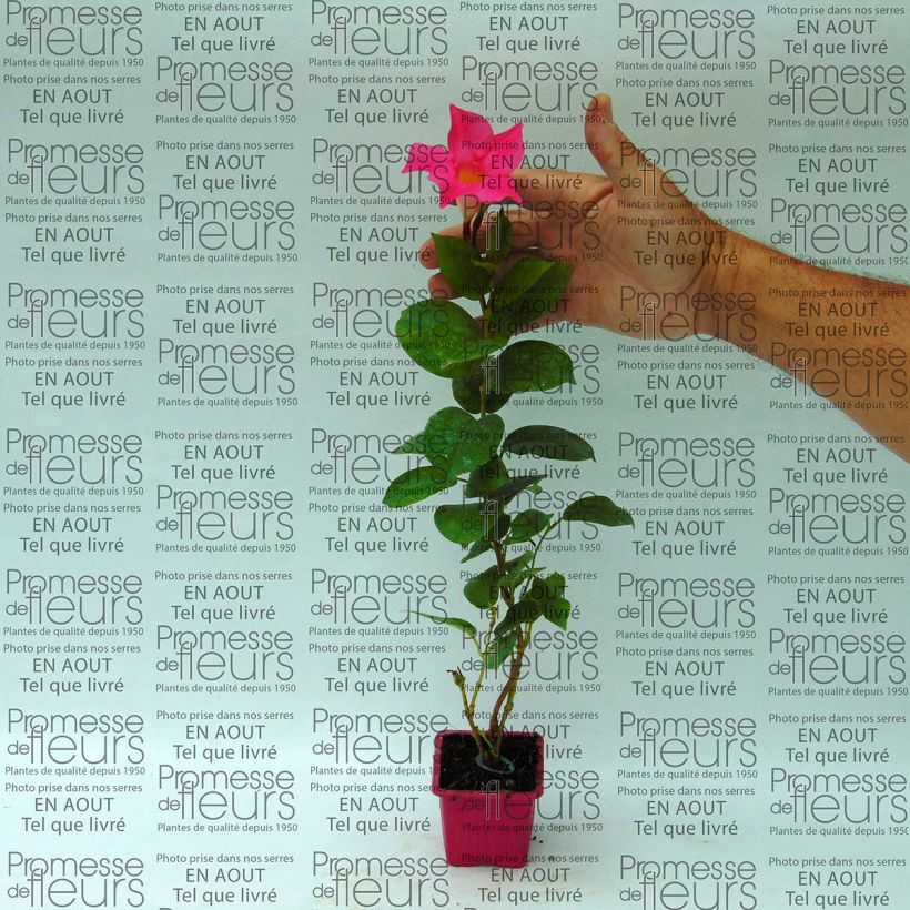 Ejemplo de ejemplar de Dipladénia Diamantina Jade Pink - Mandevilla - en godet de 7 cm tal y como se entrega