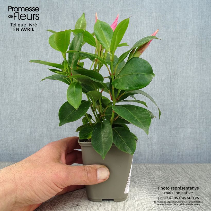 Dipladénia Diamantina Jade Pink - Mandevilla - en pot de 10.5 cm Ejemplar entregado en la primavera