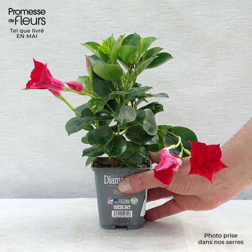 Dipladénia Diamantina Jade Scarlet en pot de 10.5 cm Ejemplar entregado en la primavera