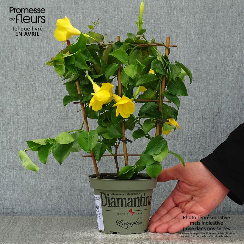 Dipladenia Diamantina Opale Citrine 2.0 - Mandevilla Pot de 1L/1,5L Ejemplar entregado en la primavera