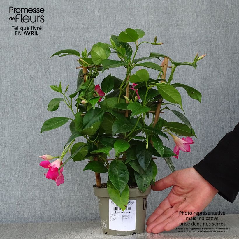 Dipladenia Diamantina Quartz Pink & Yellow Pot de 1L/1,5L Ejemplar entregado en la primavera