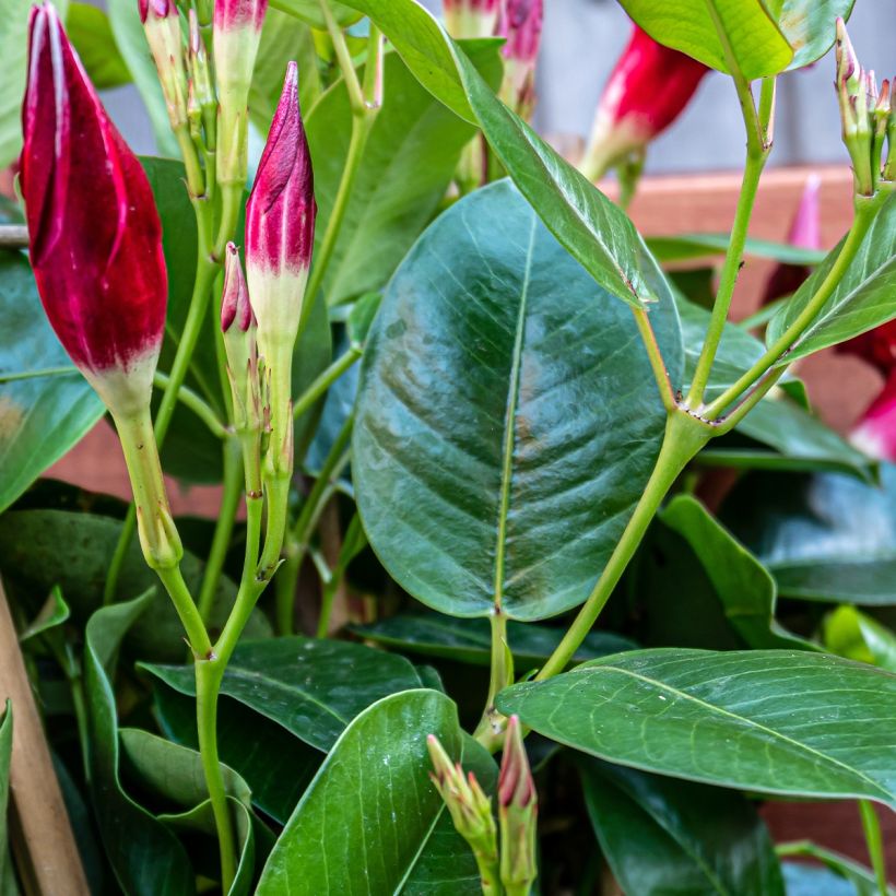 Dipladenia Diamantina Quartz Pink & Yellow - Mandevilla (Follaje)