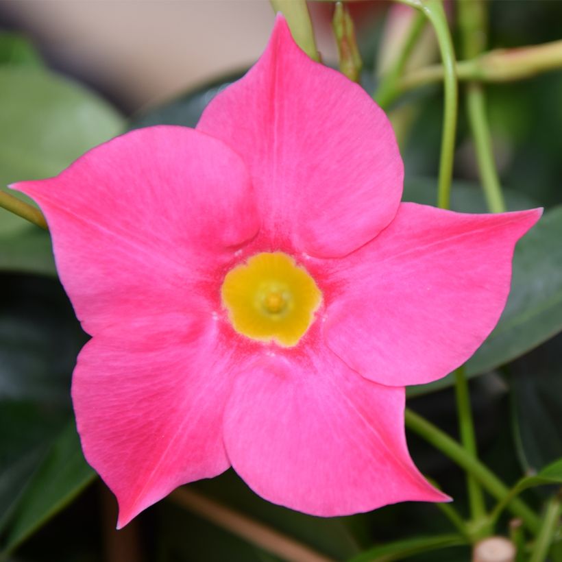 Dipladenia Diamantina Quartz Pink & Yellow - Mandevilla (Floración)