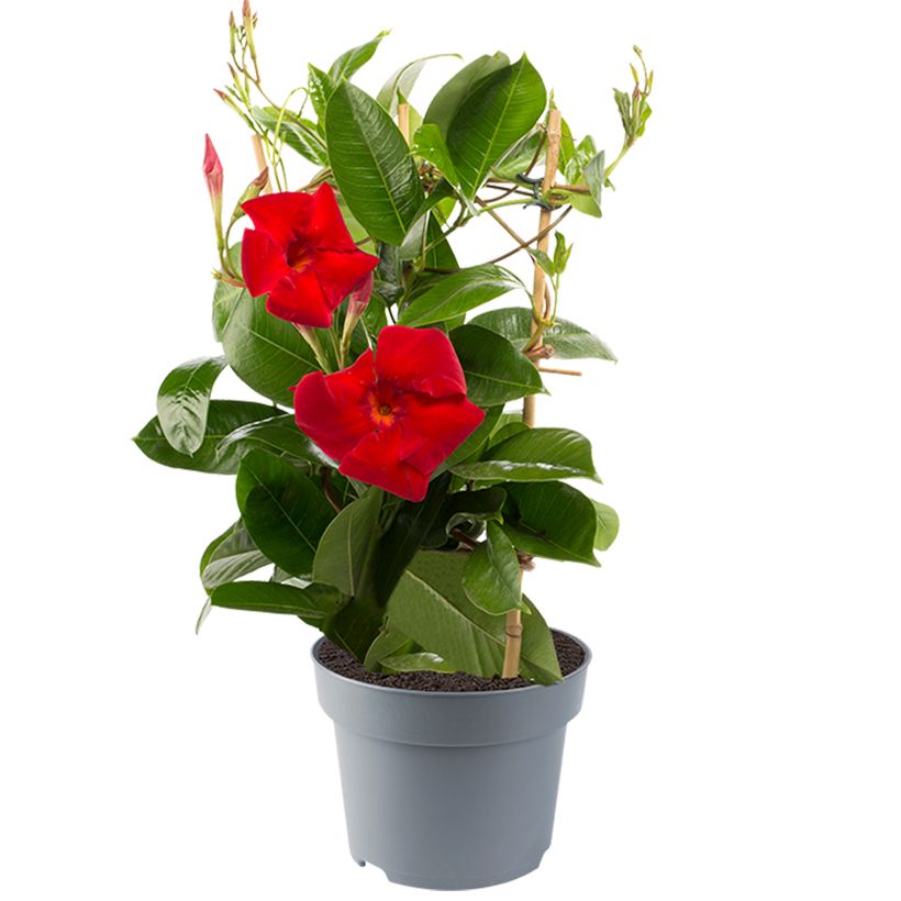 Dipladenia Diamantina Jade XXL Red - Mandevilla (Porte)