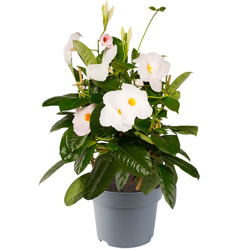 Dipladenia Jade XXL White - Mandevilla (Porte)