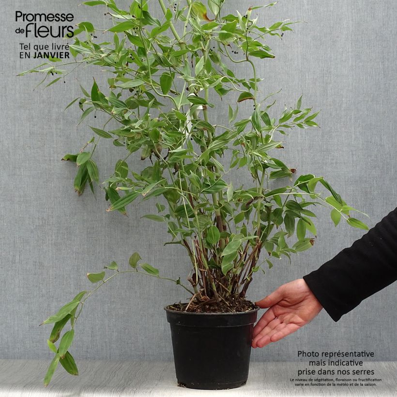 Disporum cantoniense Green Giant - Cloche des fées en pot de 3L/4L Ejemplar entregado en invierno