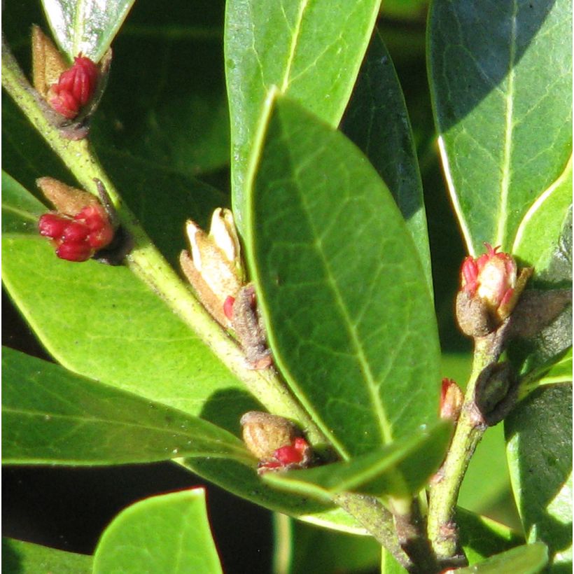 Distylium Emerald Heights (Floración)