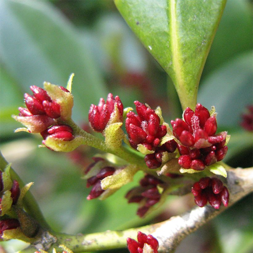 Distylium racemosum (Floración)