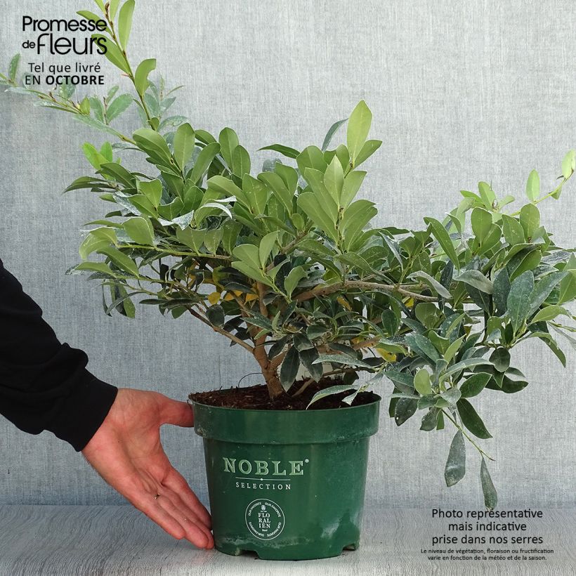 Ejemplar de Distylium (x) Blue Cascade en pot de 4/5L entregado en otoño