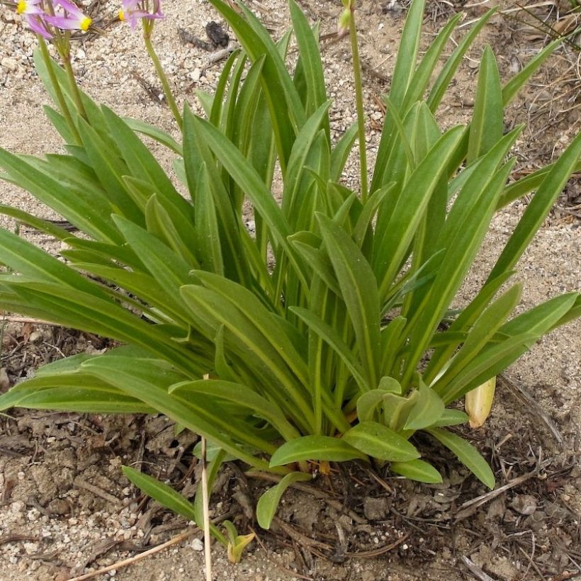 Dodecatheon jeffreyi Rotlicht - Primula de las praderas (Follaje)