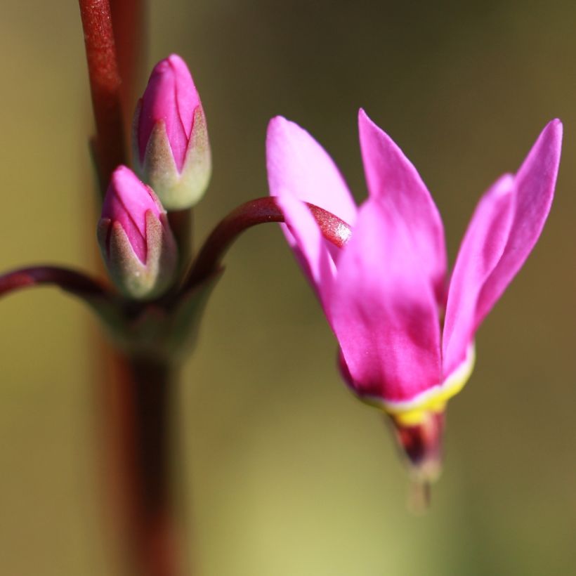 Dodecatheon jeffreyi Rotlicht - Primula de las praderas (Floración)