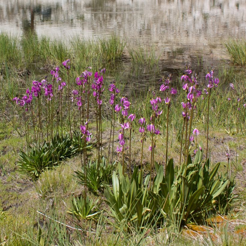 Dodecatheon jeffreyi Rotlicht - Primula de las praderas (Porte)