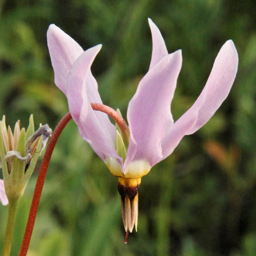 Dodecatheon meadia - Primula de las praderas (Floración)