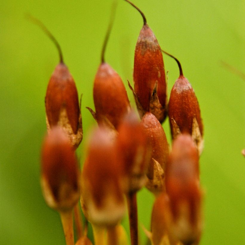 Dodecatheon meadia - Primula de las praderas (Cosecha)