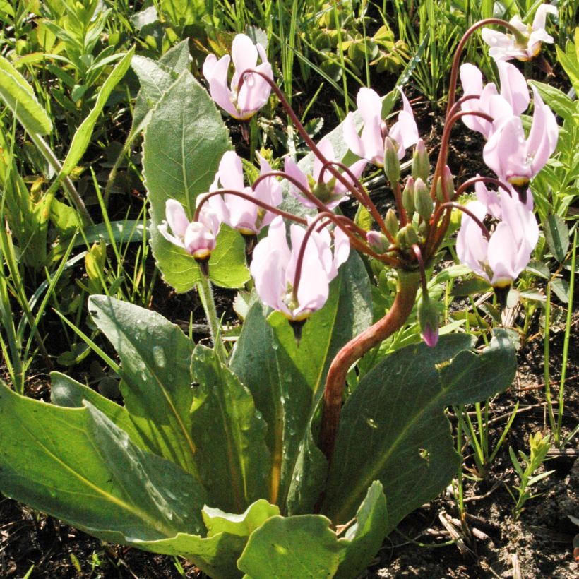 Dodecatheon meadia - Primula de las praderas (Porte)