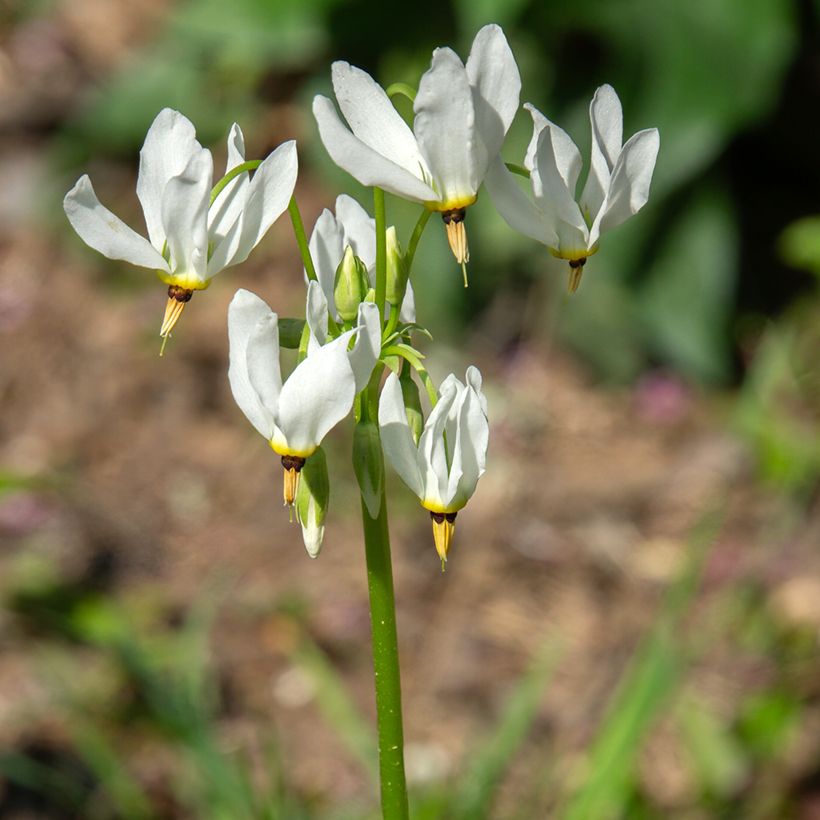 Dodecatheon meadia Album - Primula de las praderas (Floración)