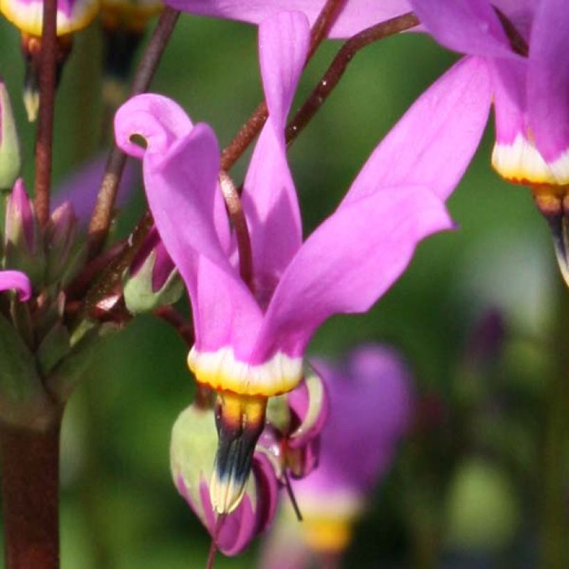 Dodecatheon meadia Queen Victoria - Primula de las praderas (Floración)