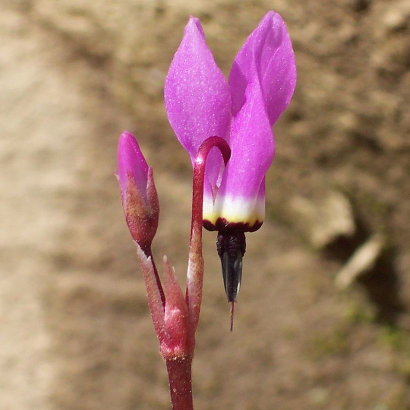 Dodecatheon pulchellum Red Wings - Primula de las praderas (Floración)