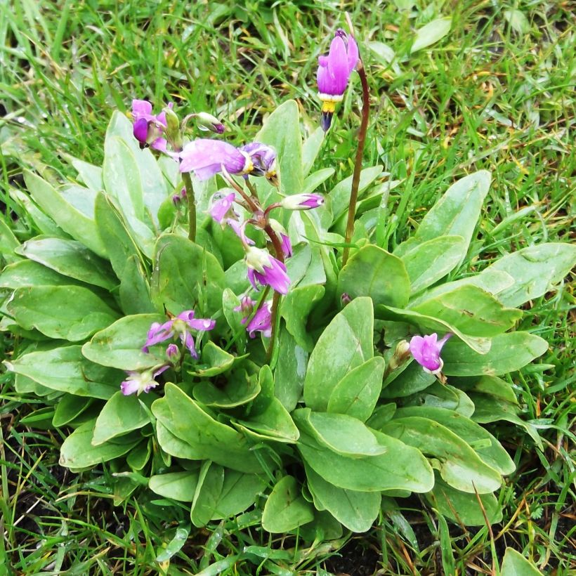 Dodecatheon pulchellum Red Wings - Primula de las praderas (Porte)