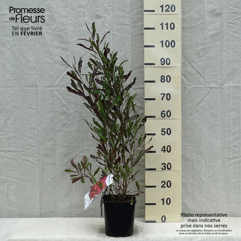 Dodonaea viscosa Purpurea - Dodonée visqueuse Pot de 3L/4L Ejemplar entregado en invierno