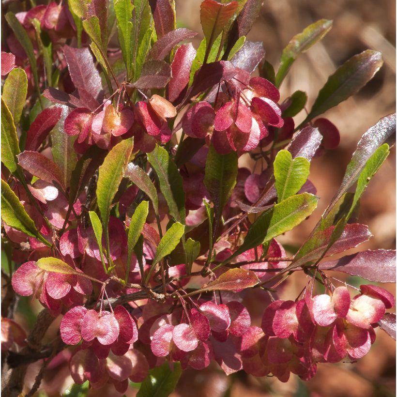 Dodonaea viscosa Purpurea (Floración)