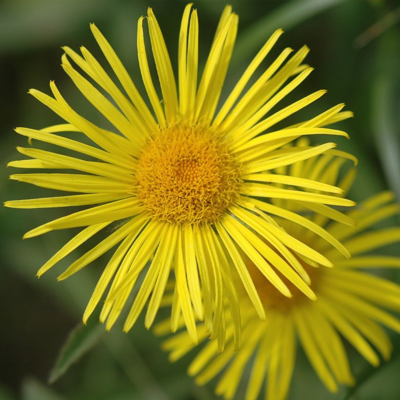 Doronicum orientale Finesse (Floración)