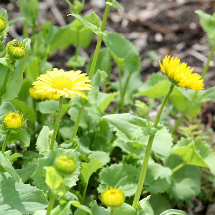 Doronicum orientale Little Leo (Floración)