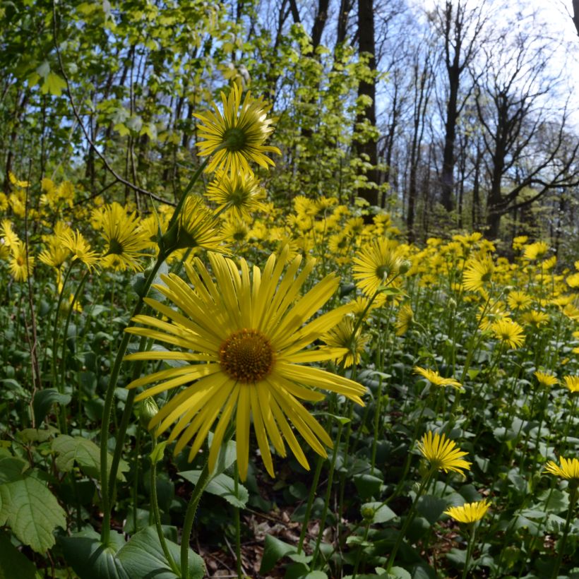 Doronicum pardalianches - Dorónico leopardo (Porte)