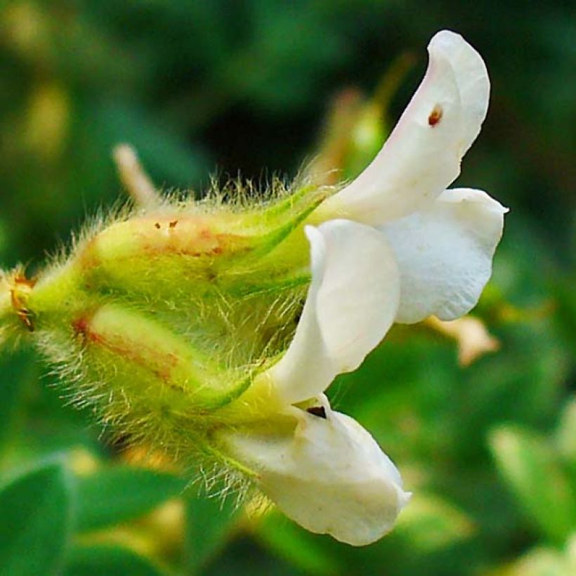 Dorycnium hirsutum - Aliaga erizada (Floración)