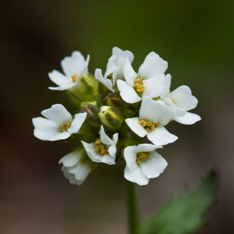 Draba sakurai (Floración)