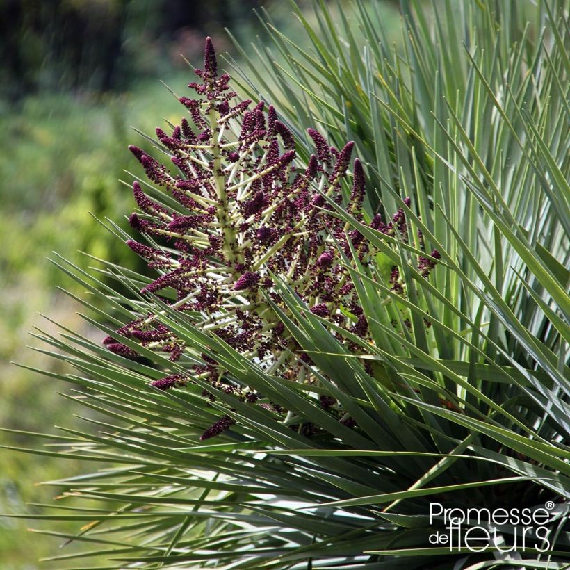 Dracaena draco - Drago (Floración)